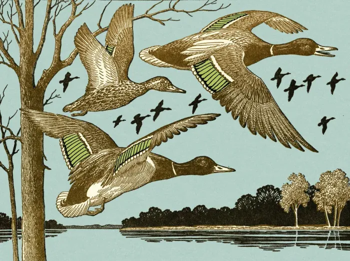 Framed Print : Ducks Flying Framed Print : Ducks Flying