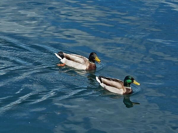 Two Ducks On Lake Orta, Northern Italy