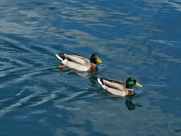 Framed Print : Two Ducks On Lake Orta, Northern Italy Framed Print : Two Ducks On Lake Orta, Northern Italy