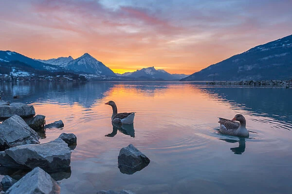 Ducks swimming in Lake Interlaken