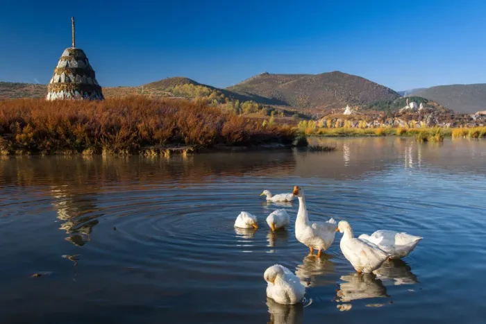 Framed Print : The ducks and Tibetan stupa Framed Print : The ducks and Tibetan stupa
