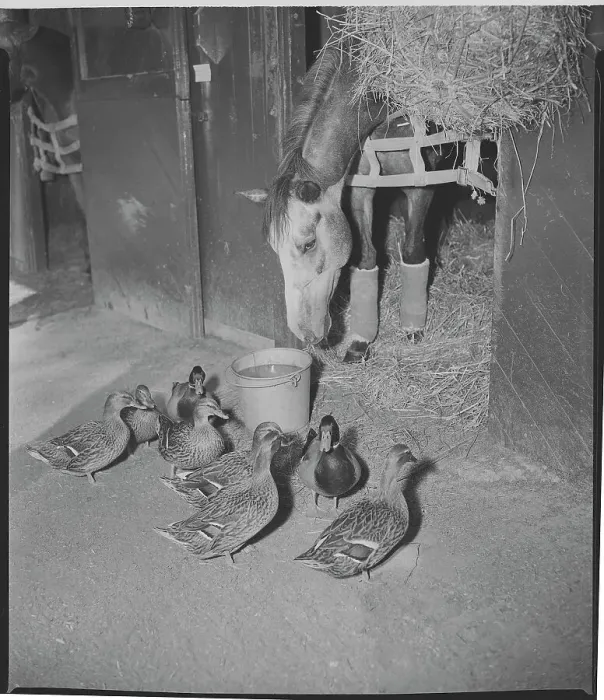 Framed Print : Ducks Watching a Horse Eat Framed Print : Ducks Watching a Horse Eat
