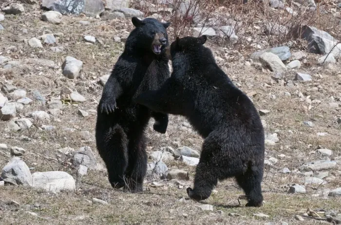 Framed Print : Dueling Black Bears Framed Print : Dueling Black Bears