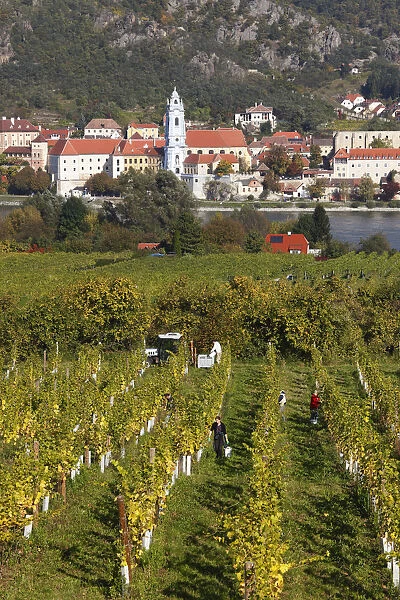 Duernstein, view over vineyards near Rossatz and the Danube river, Wachau valley, Waldviertel region, Mostviertel region, Lower Austria, Austria, Europe