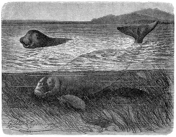 Dugong (halicore cetacea)