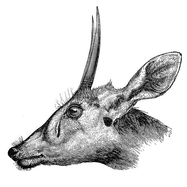 Duiker (Cephalophus madoqua)