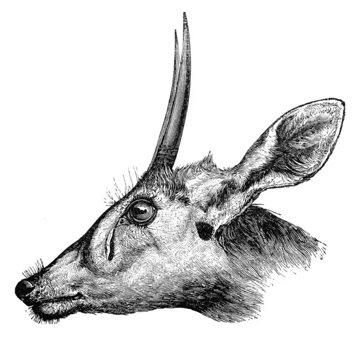 Framed Print : Duiker (Cephalophus madoqua)