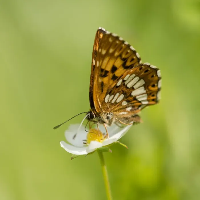 Framed Print : Duke of Burgundy Fritillary -Hamearis lucina-, feeding on nectar, Thuringia, Germany Framed Print : Duke of Burgundy Fritillary -Hamearis lucina-, feeding on nectar, Thuringia, Germany