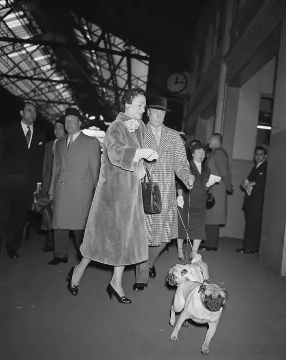 Framed Print : Duke and Duchess of Windsor Walking Their Dogs Framed Print : Duke and Duchess of Windsor Walking Their Dogs