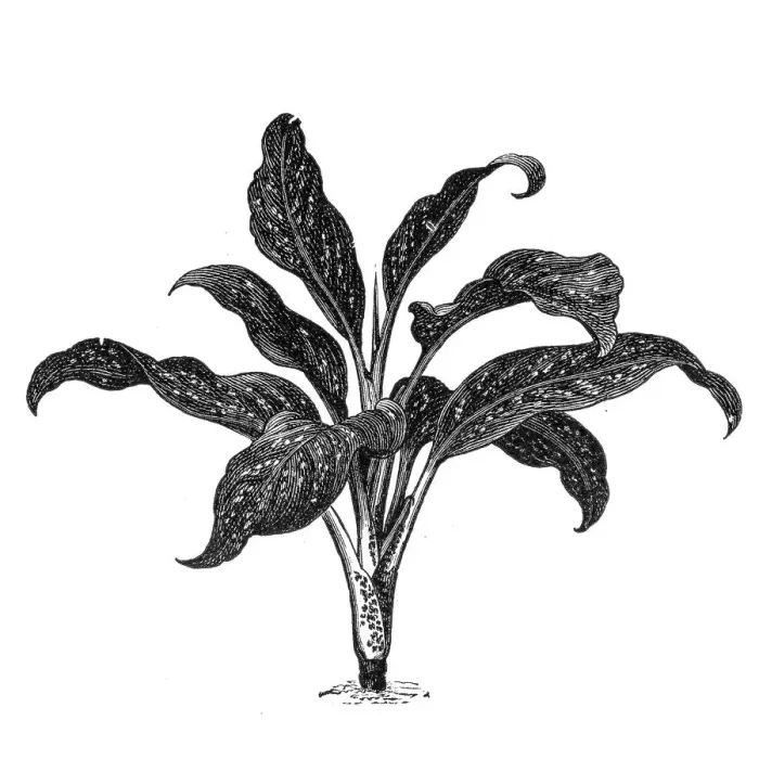 Framed Print : Dumbcane (Dieffenbachia seguine) Framed Print : Dumbcane (Dieffenbachia seguine)