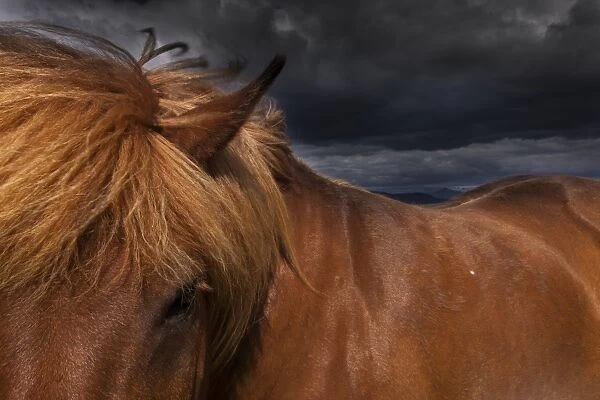 A dun coloured Icelandic horse with a thick brown mane