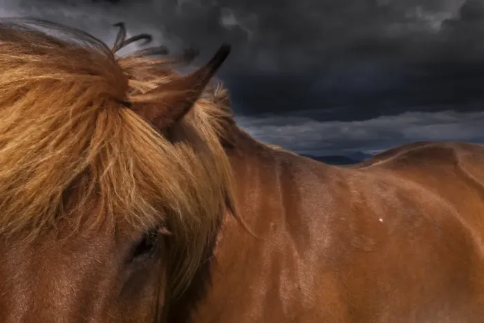 Framed Print : A dun coloured Icelandic horse with a thick brown mane Framed Print : A dun coloured Icelandic horse with a thick brown mane