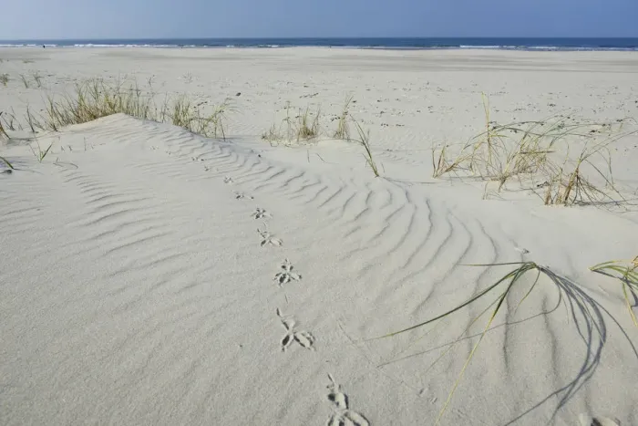 Framed Print : Dune with beach grass -Ammophila arenaria-, Vlieland, province of North Holland, The Netherlands Framed Print : Dune with beach grass -Ammophila arenaria-, Vlieland, province of North Holland, The Netherlands