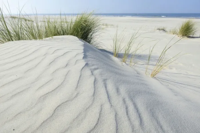 Framed Print : Dune with beach grass -Ammophila arenaria-, Vlieland, province of North Holland, The Netherlands Framed Print : Dune with beach grass -Ammophila arenaria-, Vlieland, province of North Holland, The Netherlands