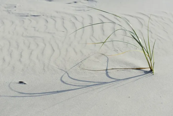 Framed Print : Dune with beach grass -Ammophila arenaria-, Vlieland, province of North Holland, The Netherlands