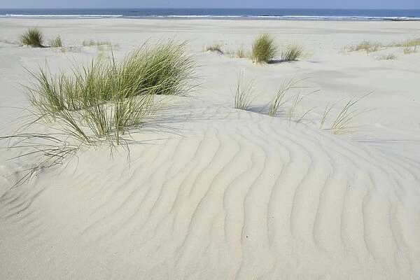 Dune with beach grass -Ammophila arenaria-, Vlieland, province of North Holland, The Netherlands