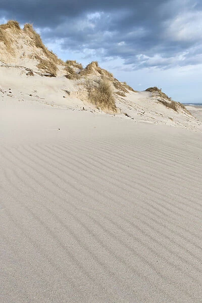 Dune with beachgrass, Ringkobing Fjord, Nymindegab, Jutland, Denmark