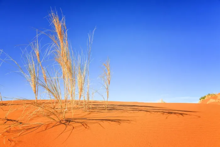 Framed Print : Dune grass on the crest of a red dune of Sossousvlei at daybreak providing long shadows Framed Print : Dune grass on the crest of a red dune of Sossousvlei at daybreak providing long shadows