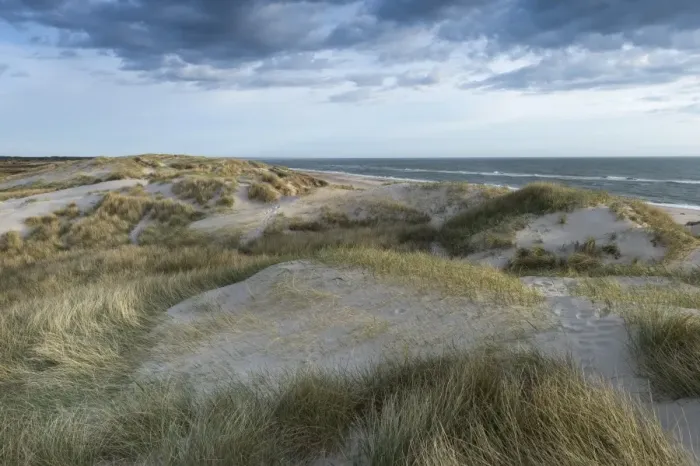 Framed Print : Dunes along the North Sea, Ringkobing Fjord, Nymindegab, Jutland, Denmark Framed Print : Dunes along the North Sea, Ringkobing Fjord, Nymindegab, Jutland, Denmark