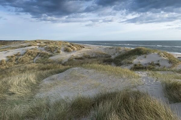 Dunes along the North Sea, Ringkobing Fjord, Nymindegab, Jutland, Denmark