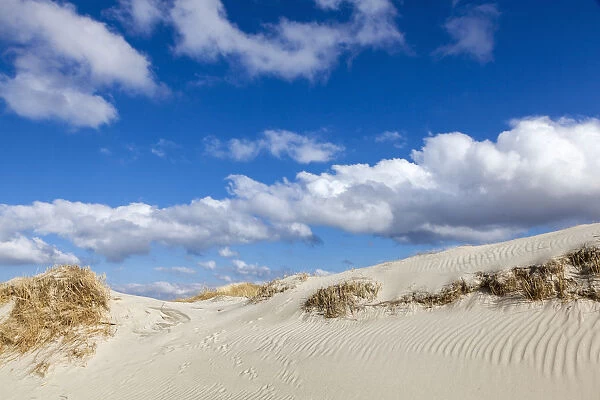 Dunes, Sankt Peter-Ording, Eiderstedt peninsula, Schleswig-Holstein, Germany