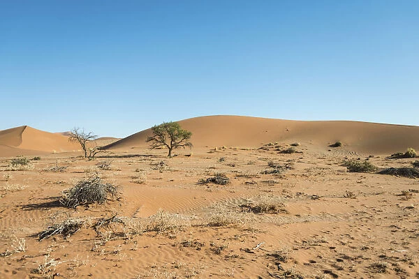 Dunes, Sossusvlei, Namib-Skeleton Coast National Park, Namibia