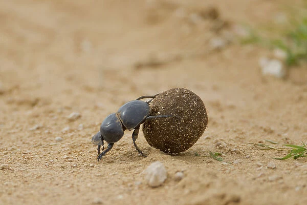Dung beetle -Scarabaeidae- at Addo Elephant Park, South Africa