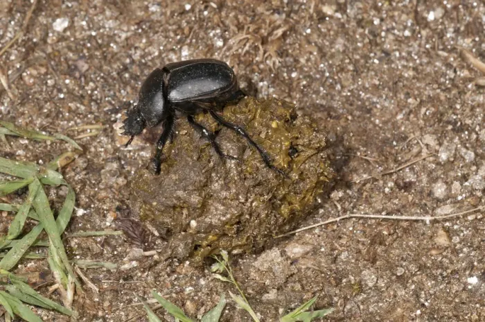 Framed Print : Dung Beetle -Scarabaeus semipunctatus- forming a ball of sheep dung, Lake Kerkini region, Greece, Europe Framed Print : Dung Beetle -Scarabaeus semipunctatus- forming a ball of sheep dung, Lake Kerkini region, Greece, Europe