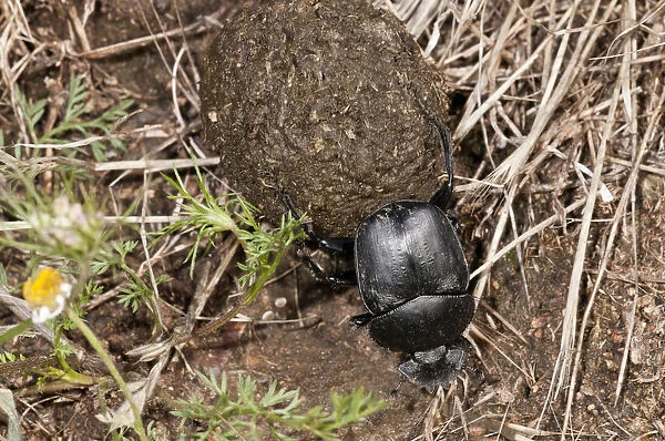 Dung Beetle -Scarabaeus semipunctatus- rolling a ball of sheep dung, Lake Kerkini region, Greece, Europe