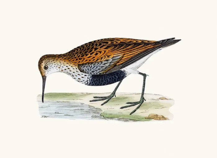 Framed Print : Dunlin. A photograph of an original hand-colored engraving Framed Print : Dunlin. A photograph of an original hand-colored engraving