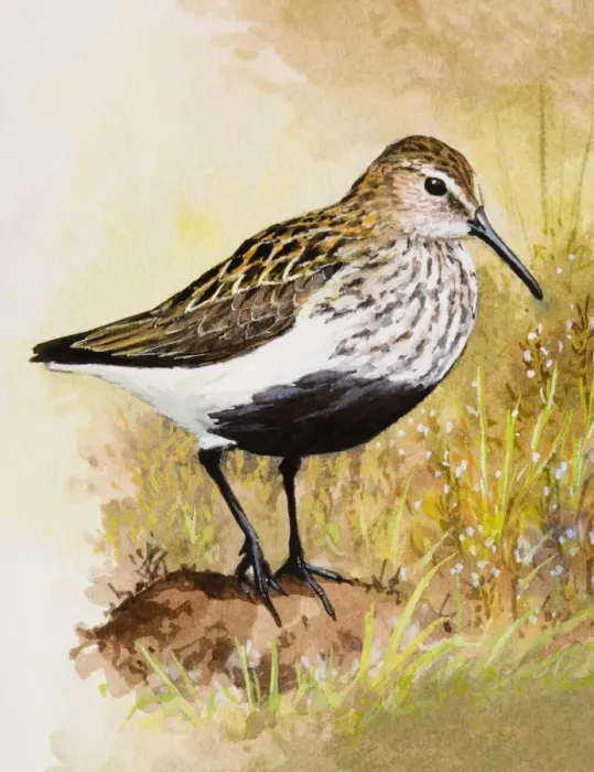 Framed Print : Dunlin (Calidris alpina), standing Framed Print : Dunlin (Calidris alpina), standing