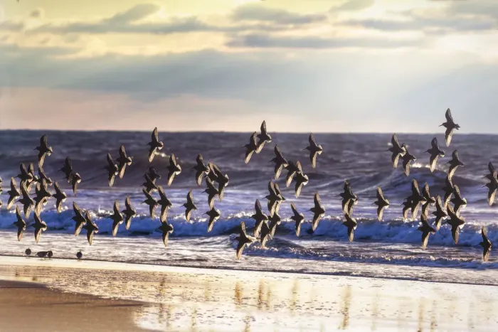 Framed Print : Dunlin in Flight Against Blue Waves and Beach at Jones Beach, Long Island Framed Print : Dunlin in Flight Against Blue Waves and Beach at Jones Beach, Long Island