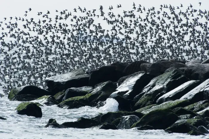 Framed Print : Dunlin flight over jetty