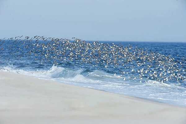 Dunlin flock flies in unison at oceans edge