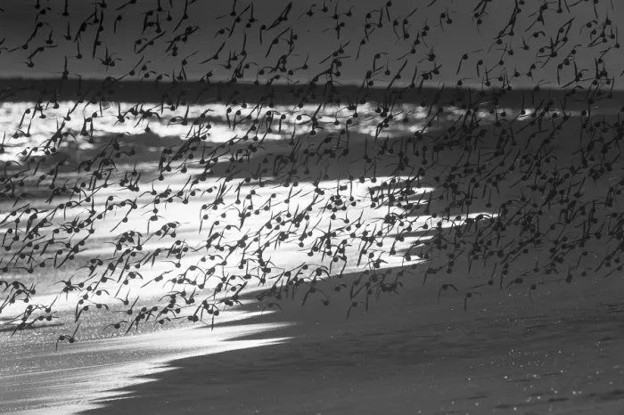 Framed Print : Dunlin flock in flight Framed Print : Dunlin flock in flight