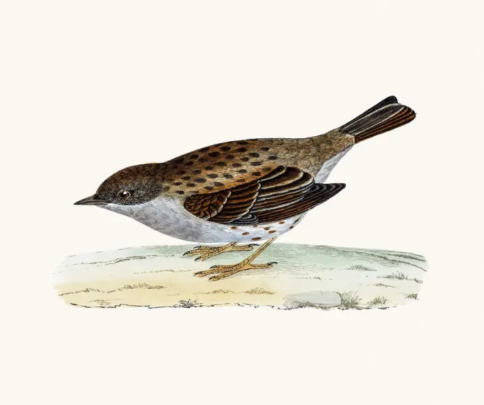 Framed Print : Dunnock bird Framed Print : Dunnock bird