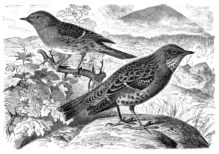 Framed Print : Dunnock, Prunella modularis and alpine accentor, Prunella collaris Framed Print : Dunnock, Prunella modularis and alpine accentor, Prunella collaris