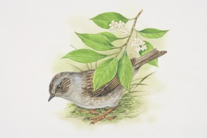 Framed Print : Dunnock (Prunella modularis), illustration of small brown and grey bird Framed Print : Dunnock (Prunella modularis), illustration of small brown and grey bird