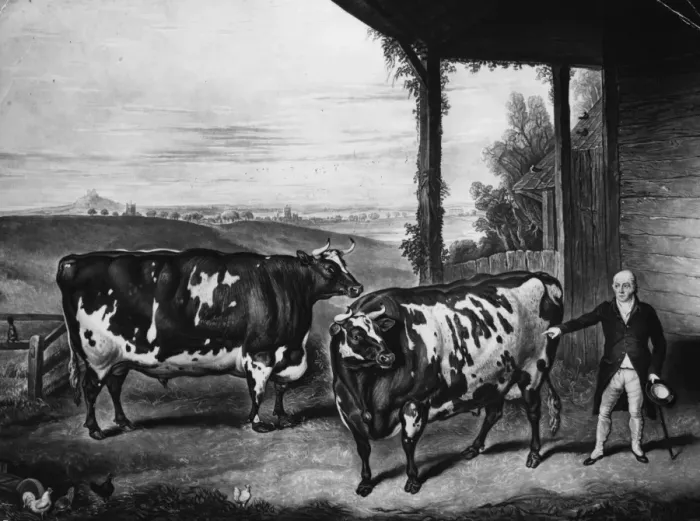 Framed Print : Durham Oxen Framed Print : Durham Oxen