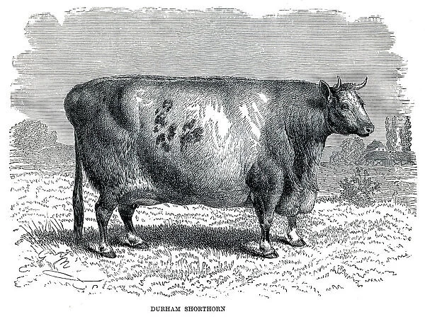 Durham shorthorn bull engraving 1896