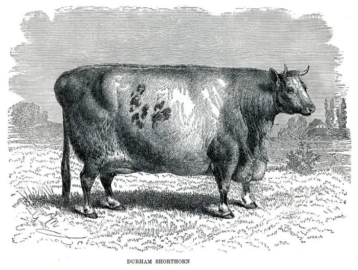 Framed Print : Durham shorthorn bull engraving 1896 Framed Print : Durham shorthorn bull engraving 1896