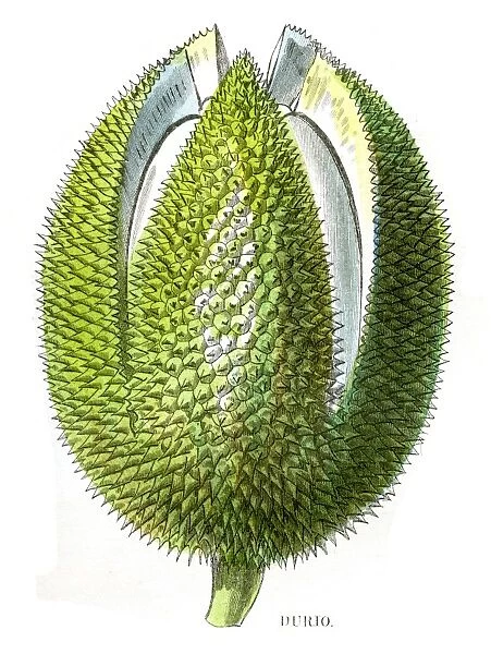 Durian fruit engraving 1857