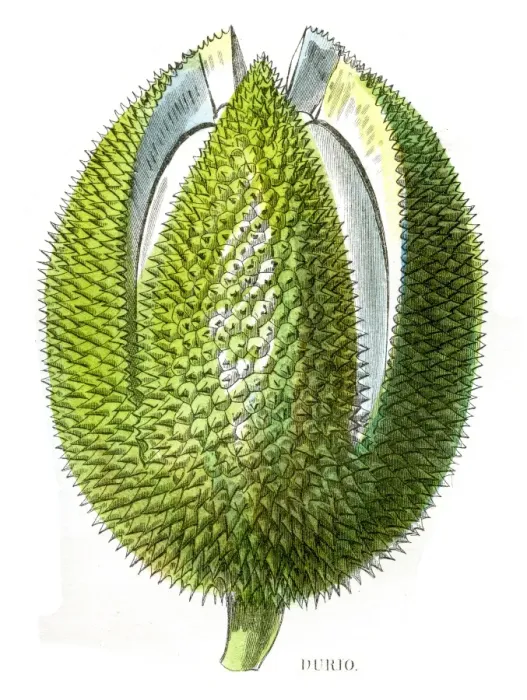 Framed Print : Durian fruit engraving 1857 Framed Print : Durian fruit engraving 1857