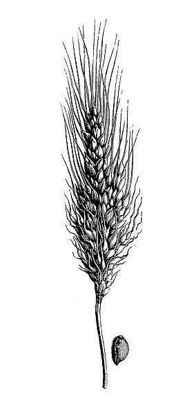 Durum Wheat (Triticum turgidum)