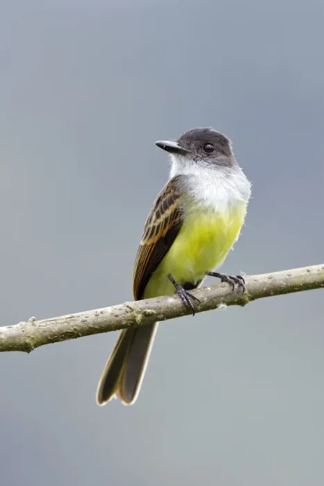 Framed Print : Dusky-capped Flycatcher (Myiarchus tuberculifer) Framed Print : Dusky-capped Flycatcher (Myiarchus tuberculifer)