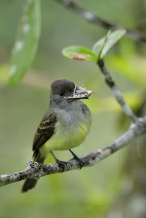 Framed Print : Dusky-capped Flycatcher (Myiarchus tuberculifer) Framed Print : Dusky-capped Flycatcher (Myiarchus tuberculifer)