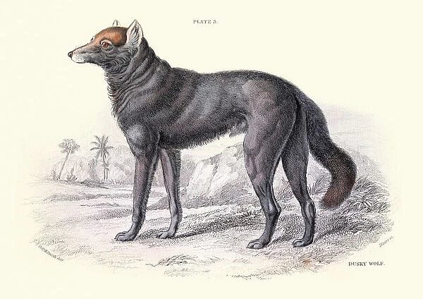 Dusky or clouded wolf, Canis nubilus, Wildlife art