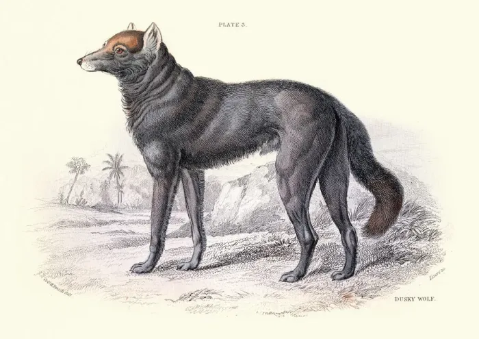 Framed Print : Dusky or clouded wolf, Canis nubilus, Wildlife art Framed Print : Dusky or clouded wolf, Canis nubilus, Wildlife art