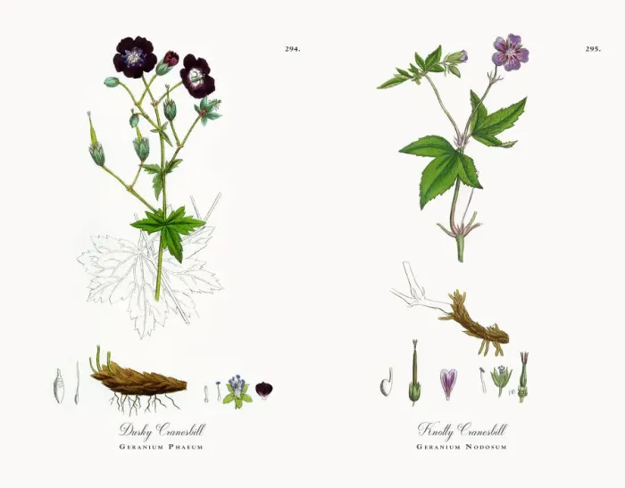 Framed Print : Dusky Cranesbill, Geranium Phaeum, Victorian Botanical Illustration, 1863