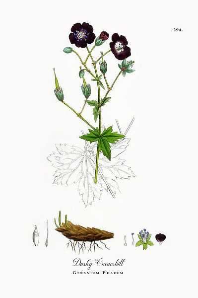 Dusky Cranesbill, Geranium Phaeum, Victorian Botanical Illustration, 1863